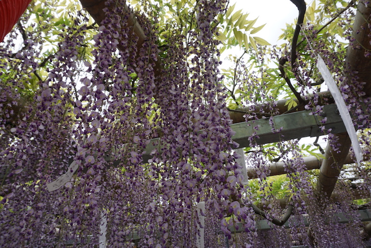 越谷久伊豆神社藤の花